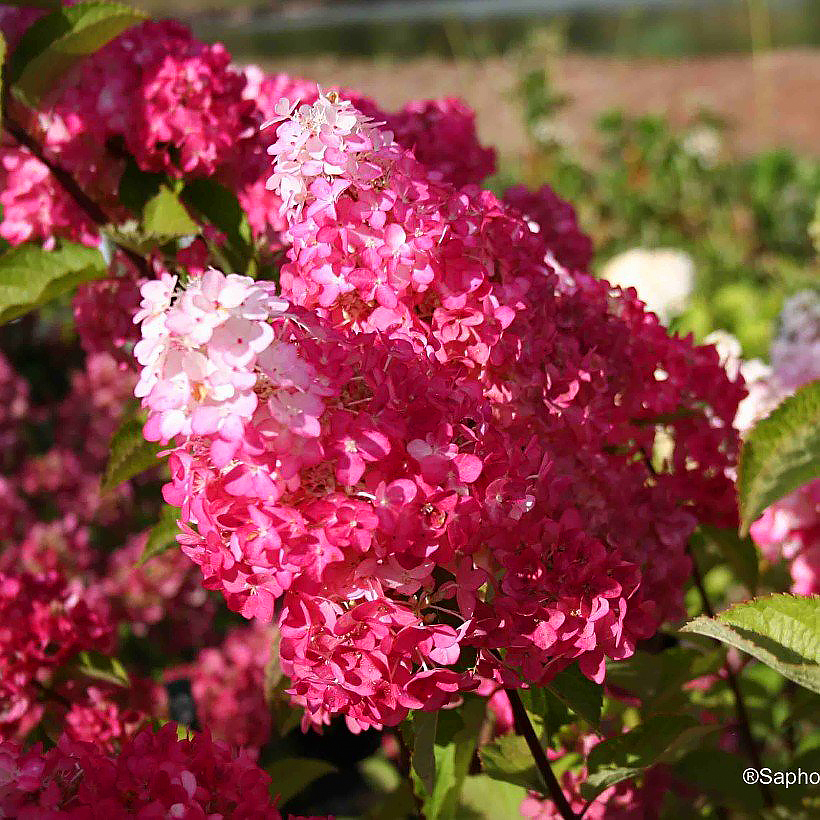 Hortensje bukietowe - Hygrangea paniculata