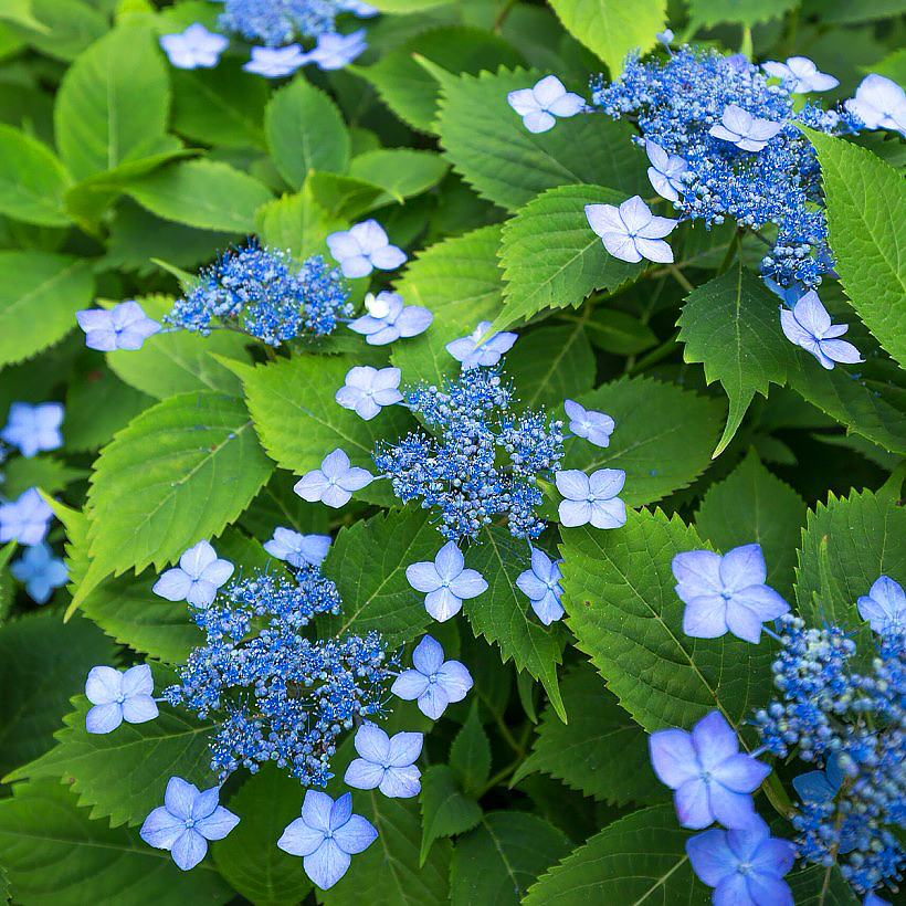 Hortensje piłkowane - Hydrangea serrata