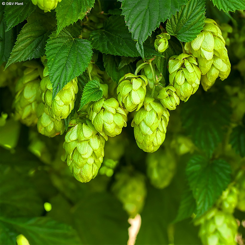 Chmiele - Humulus