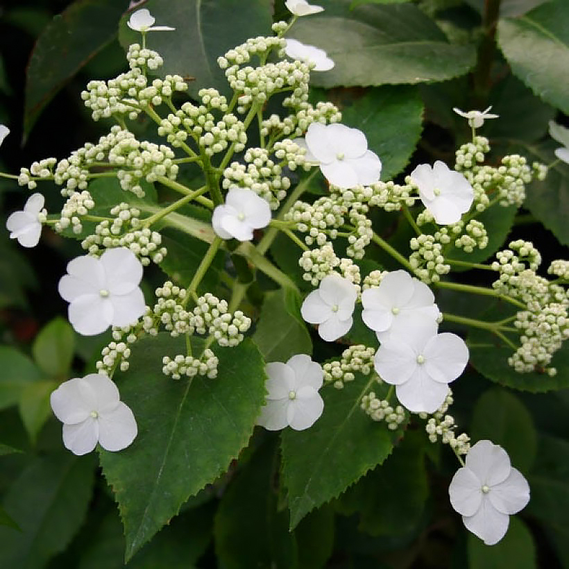 Hydrangee pnące