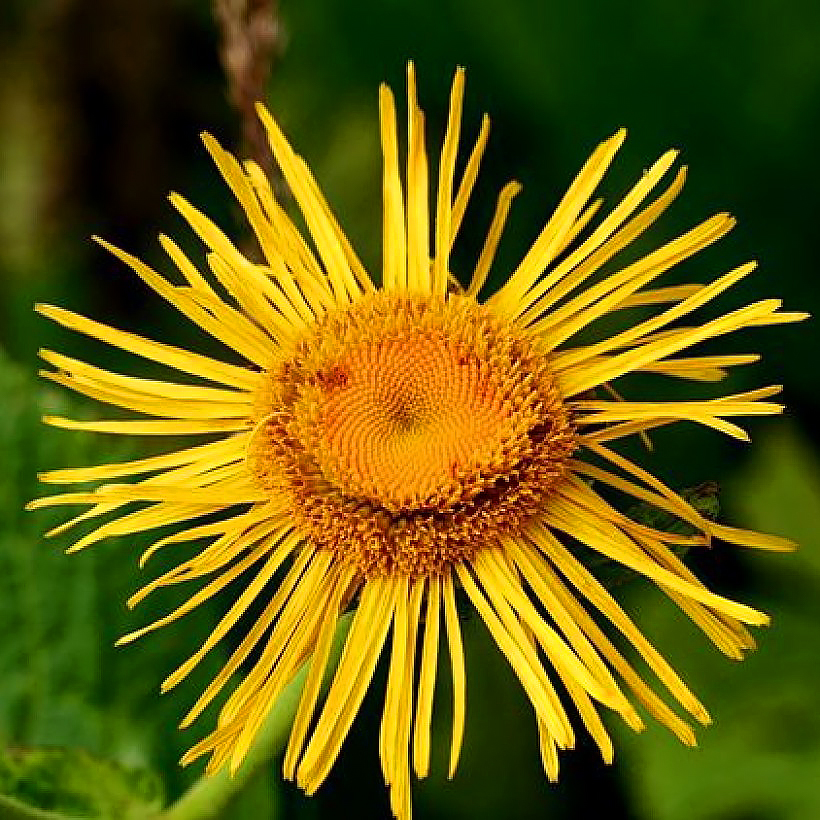 Omany - Inula