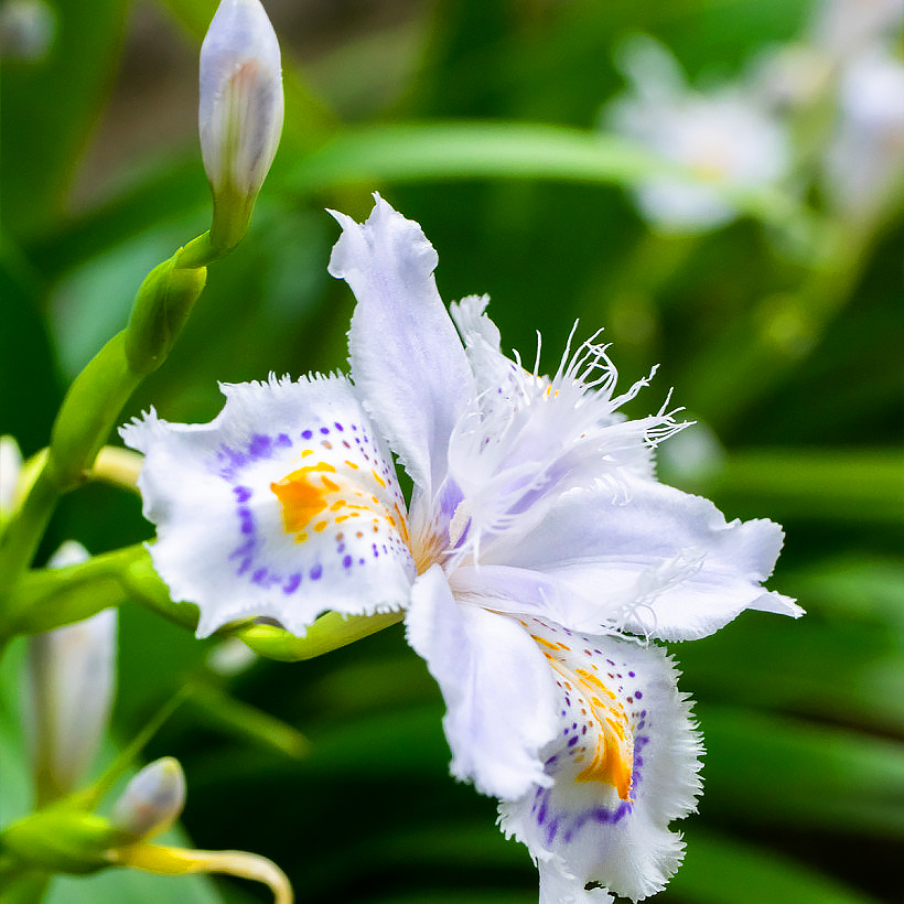 Irysy