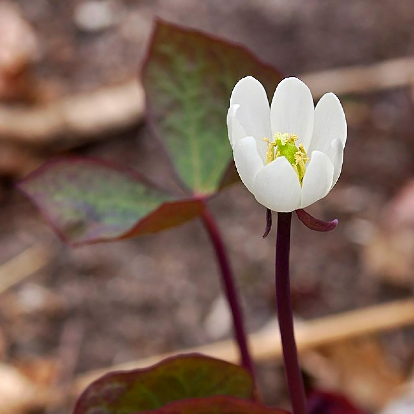 Dżefersonie - Jeffersonia