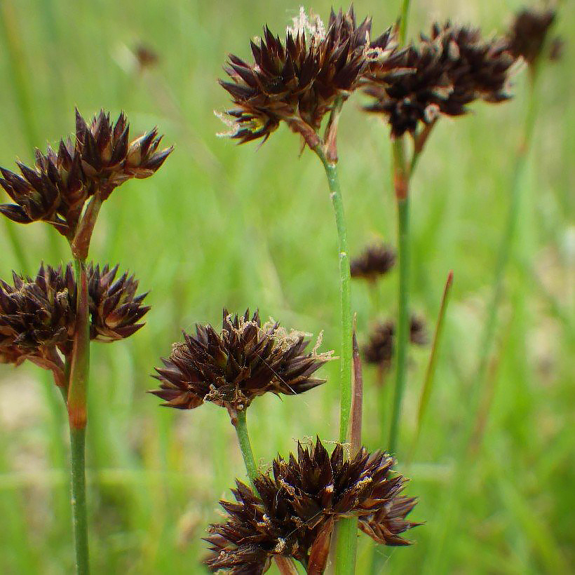 Sity - Juncus