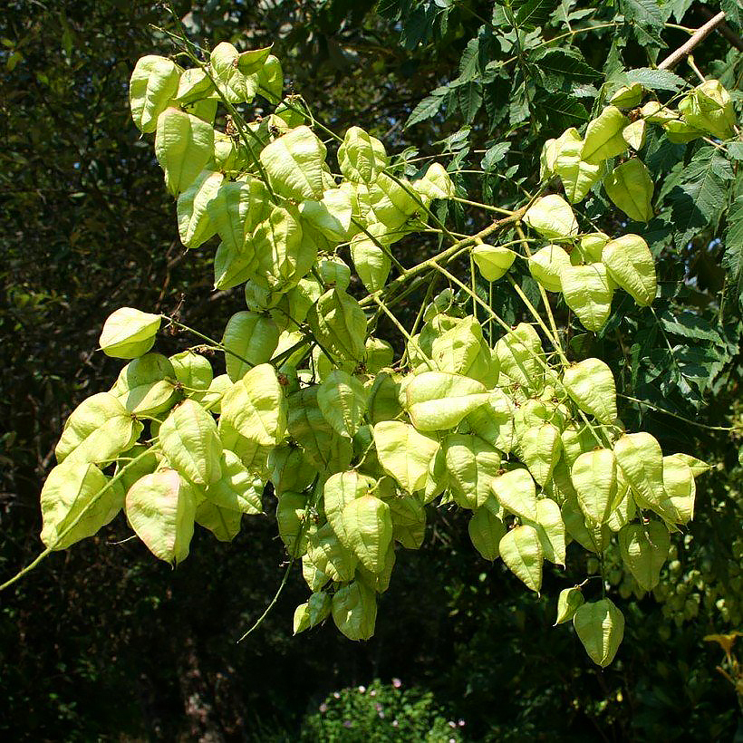 Mydleńce - Koelreuteria