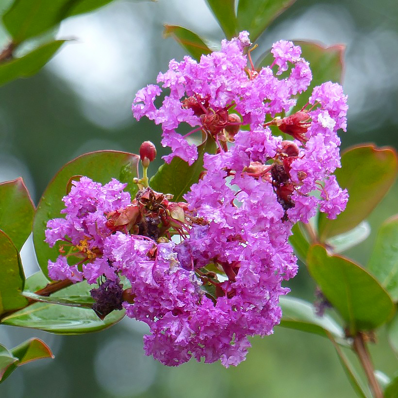 Lagerstremie fioletowe i liliowe