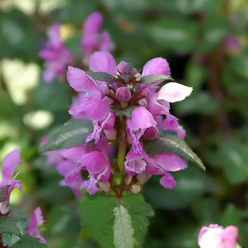 Jasnoty - Lamium