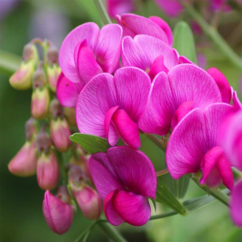 Groszki - Lathyrus