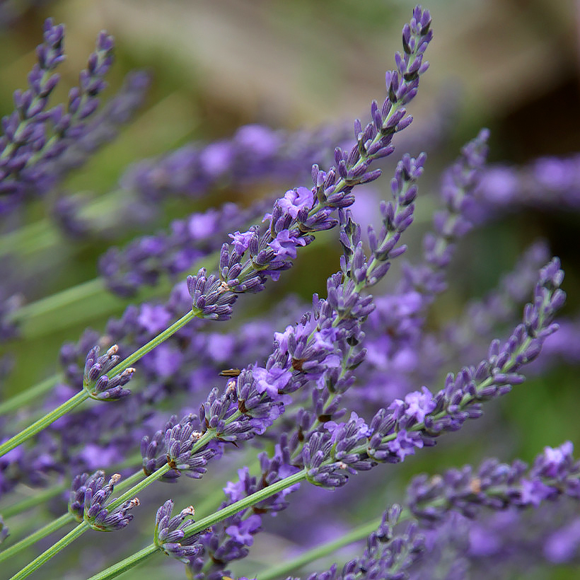 Lawendy - Lavandula