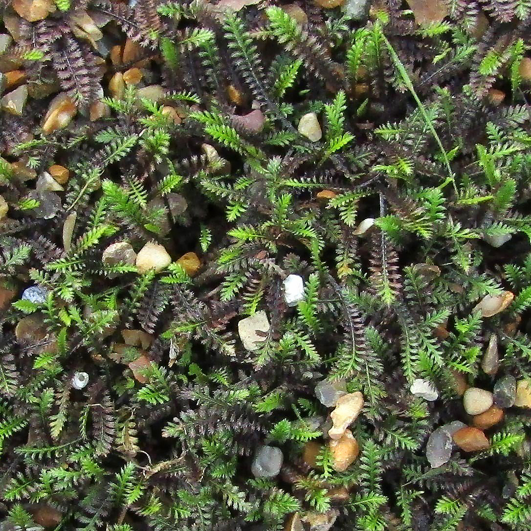 Kotule - Leptinella