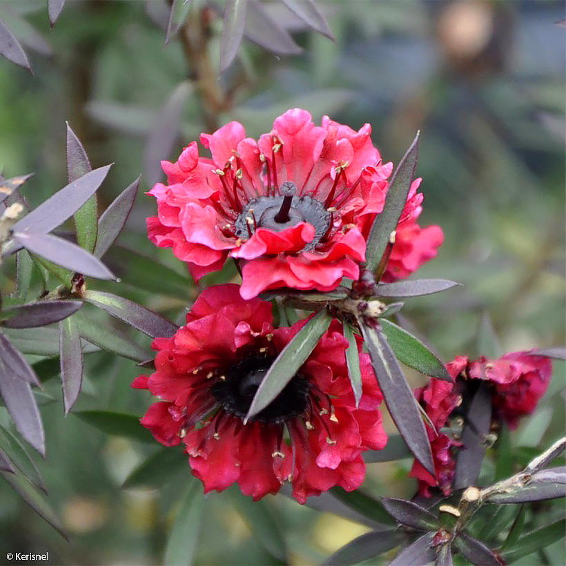 Manuka - Leptospermum