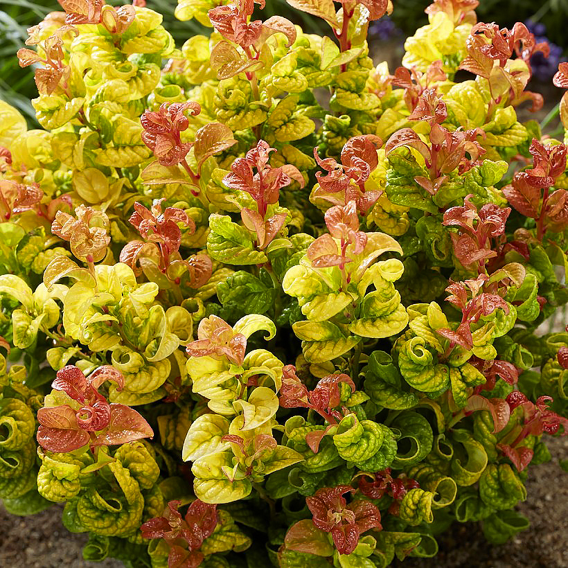 Kiścienie - Leucothoe