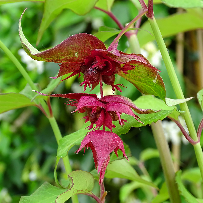 Lejcesterie - Leycesteria