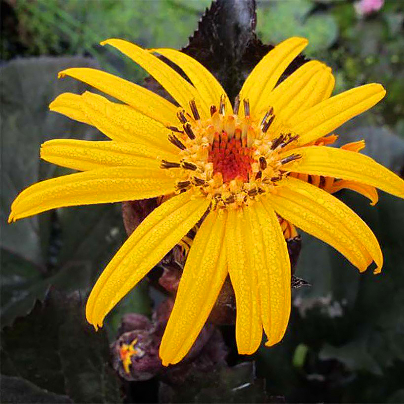 Języczniki - Ligularia