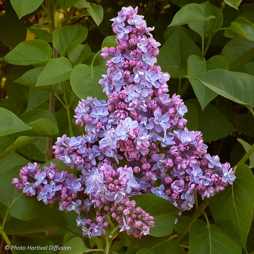Lilaki - Syringa