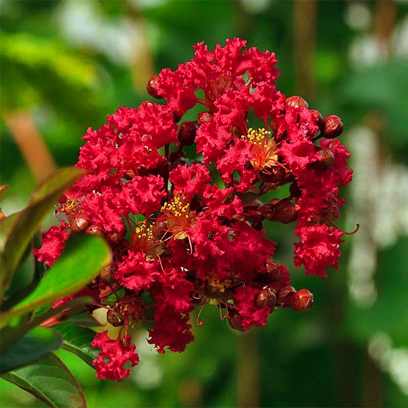 Lagerstremie - Lagerstroemia