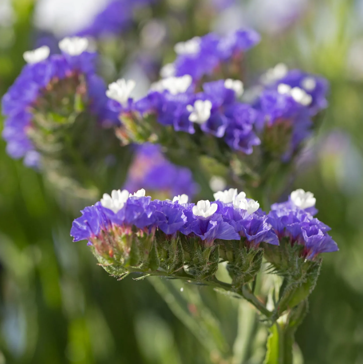 Zatrwiany - Limonium