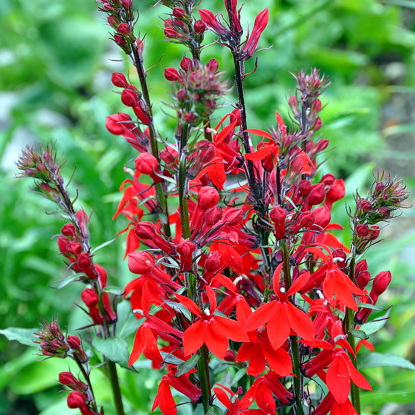Lobelie - Lobelia