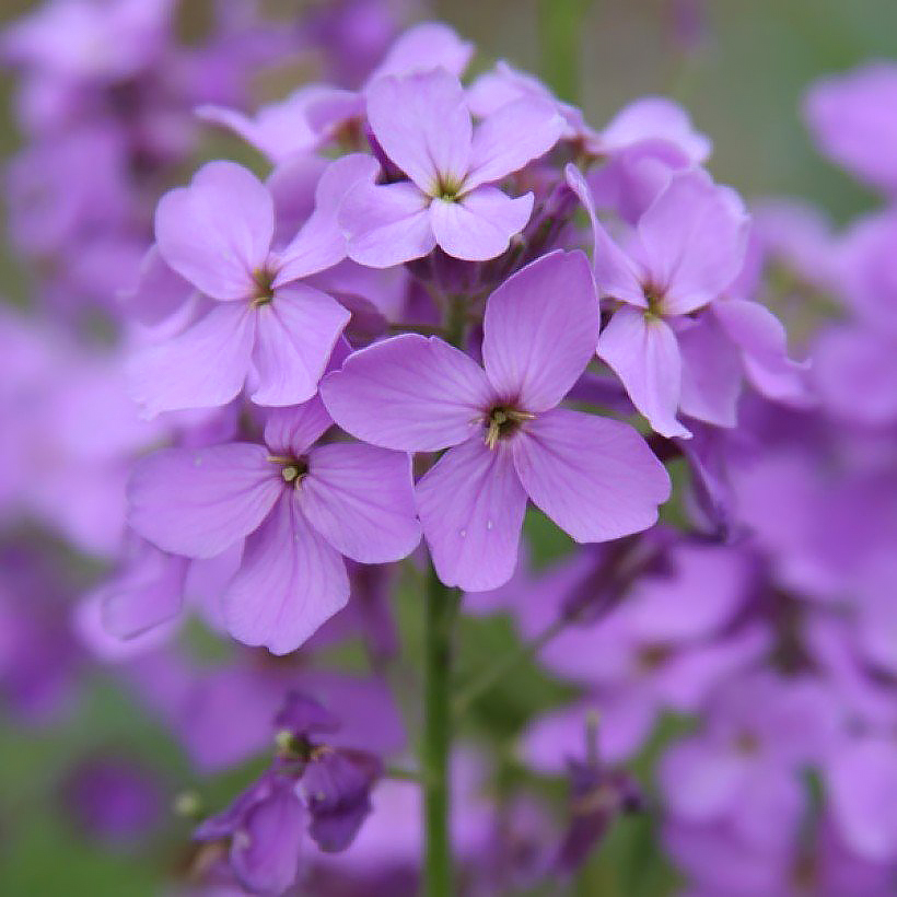 Miesiącznice - Lunaria