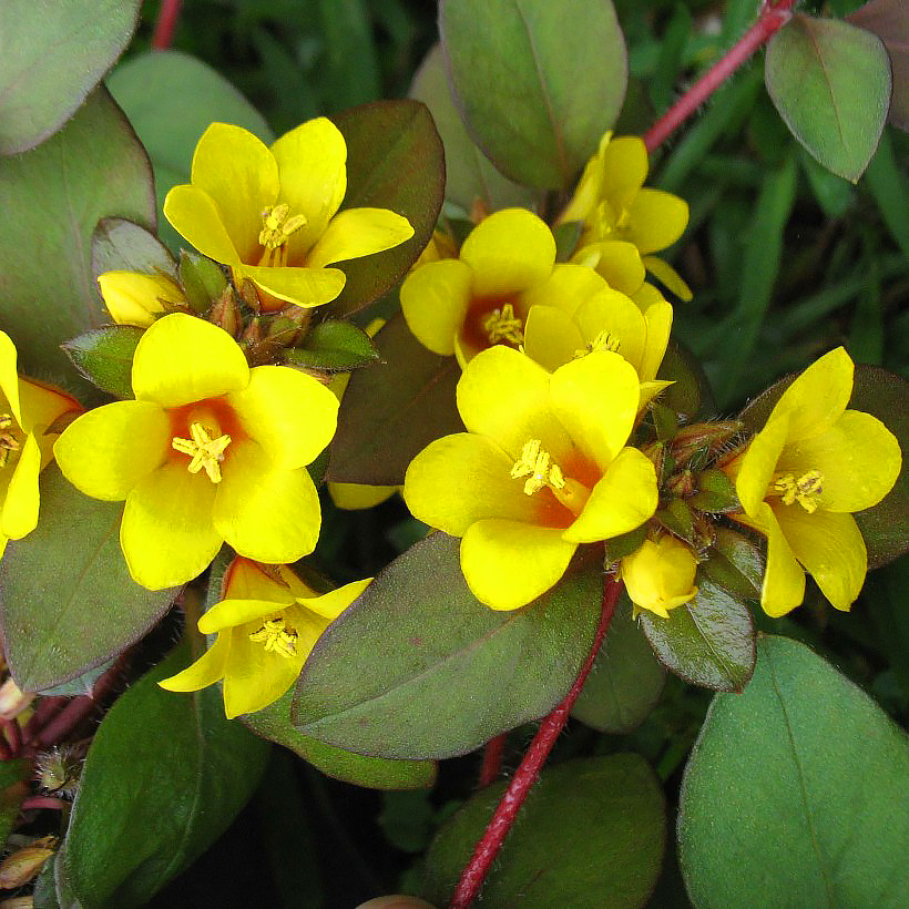 Tojeście - Lysimachia