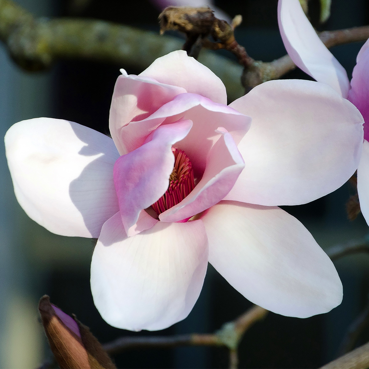 Magnolie różowokwiatowe