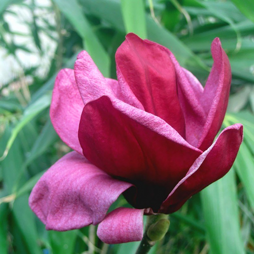 Magnolie czerwonokwiatowe