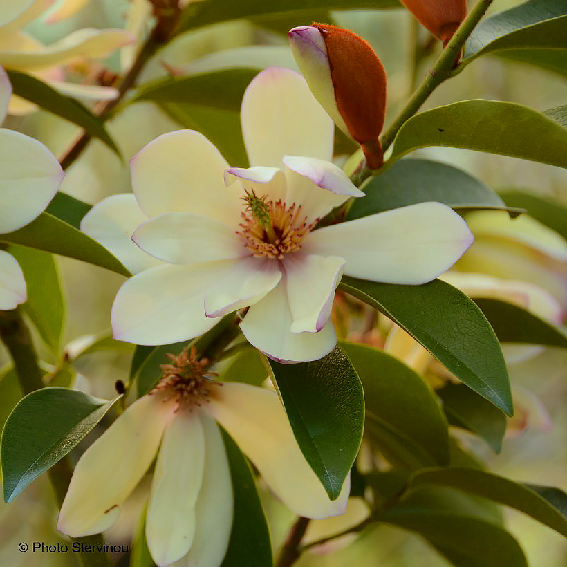 Magnolie