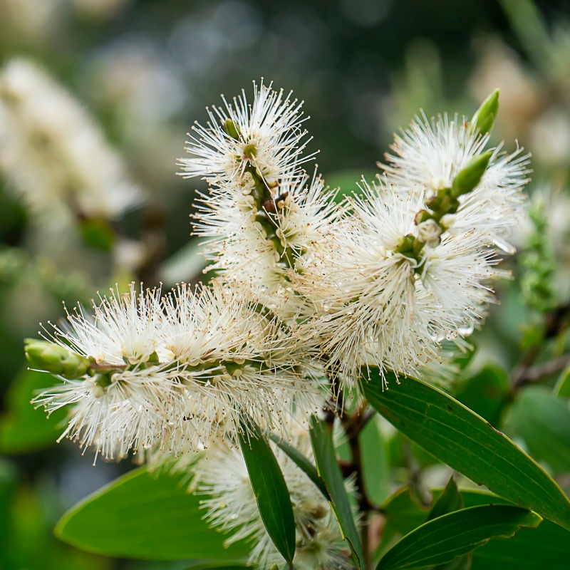 Kufliki - Melaleuca