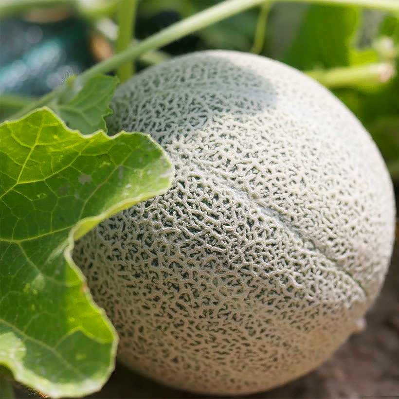 Melony
