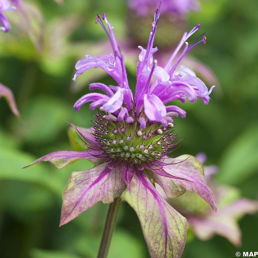 Pysznogłówki - Monarda