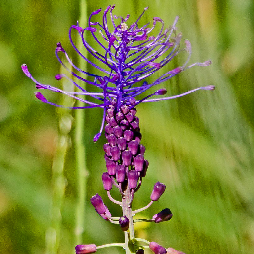 Szafirki - Muscari