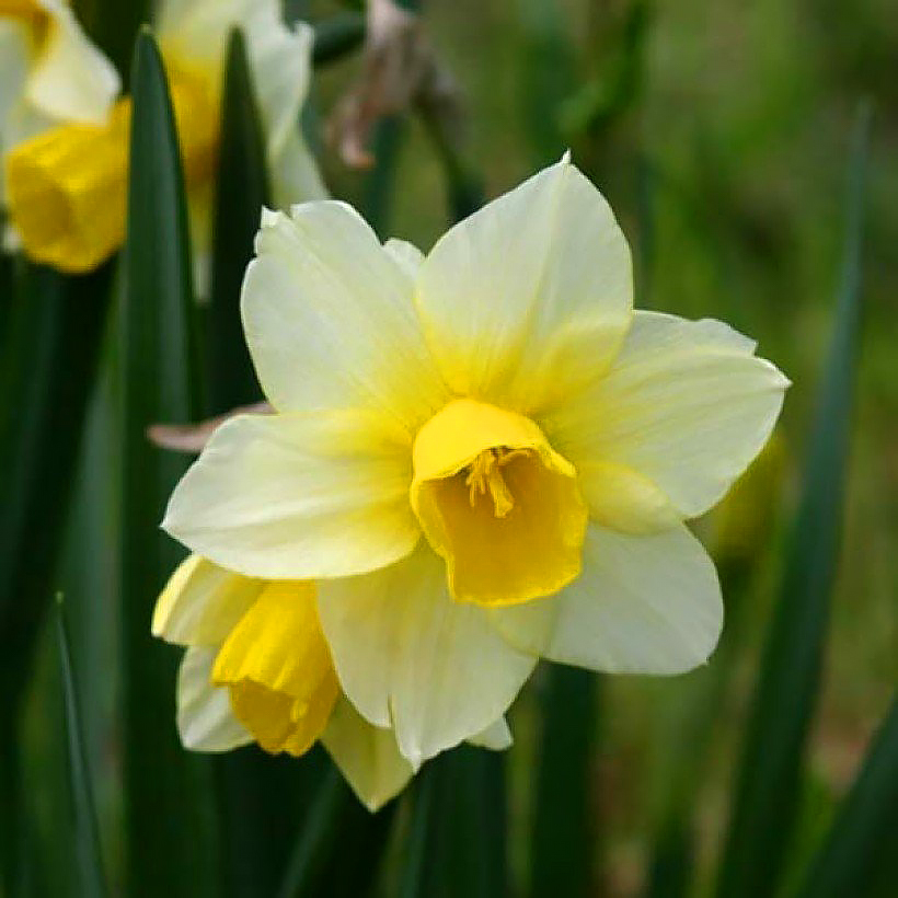Narcyzy - Narcissus