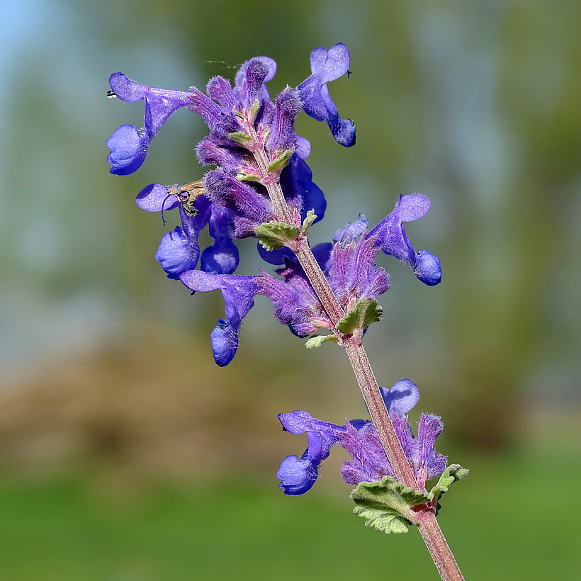 Kocimiętki - Nepeta