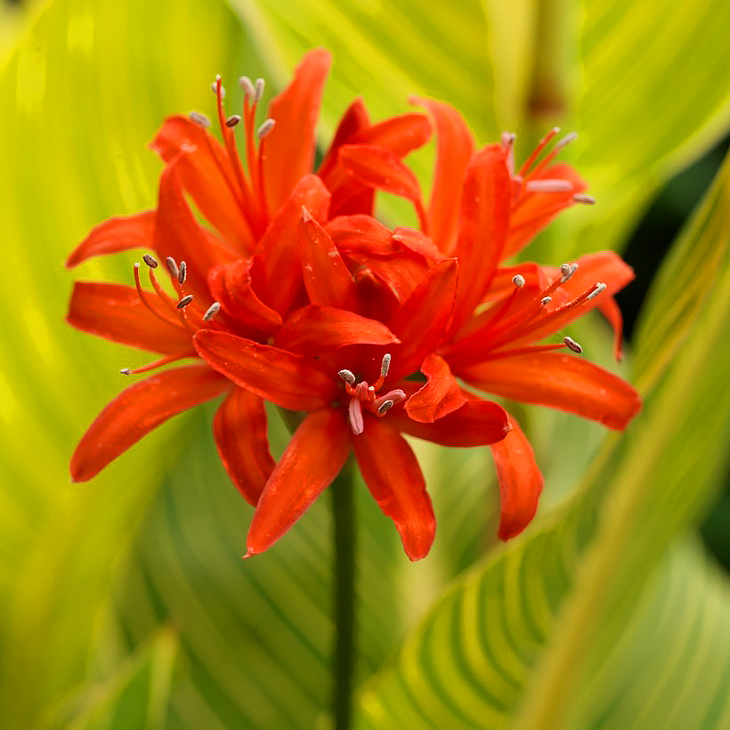 Neriny - Nerine
