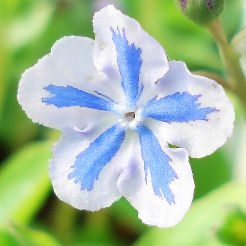 Ułudki - Omphalodes