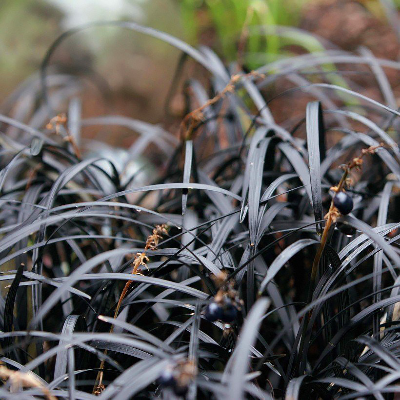Konwalniki - Ophiopogon