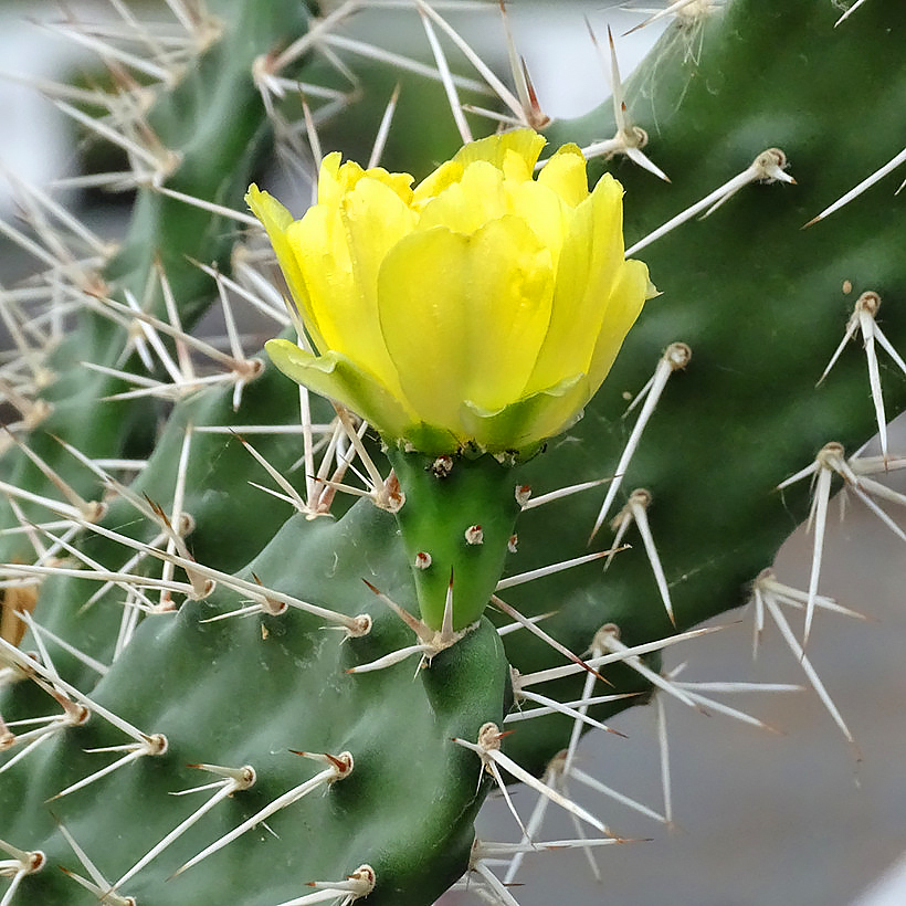 Opuncja - Opuntia