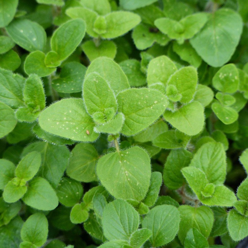 Majeranki