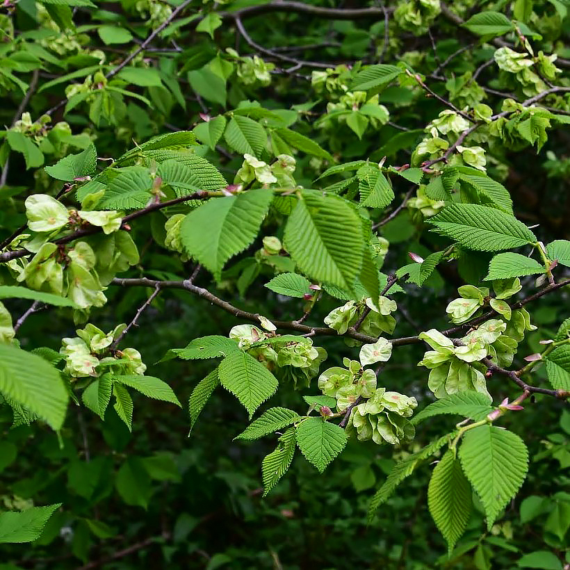 Wiązy - Ulmus