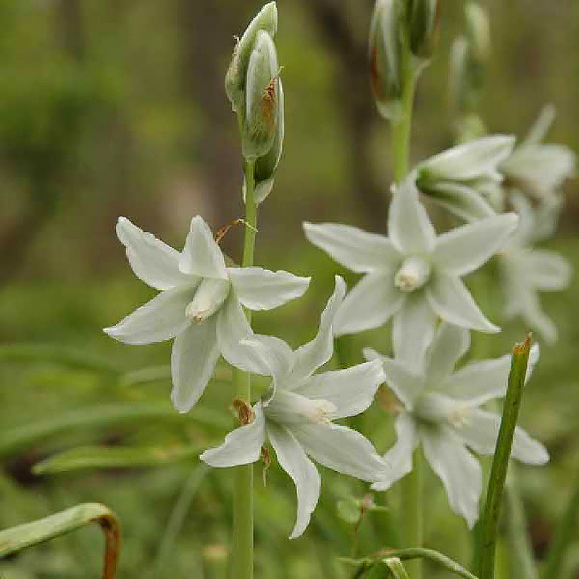 Śniedki - Ornithogalum