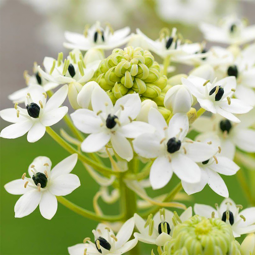 Śniedki letnie - Ornithogalum
