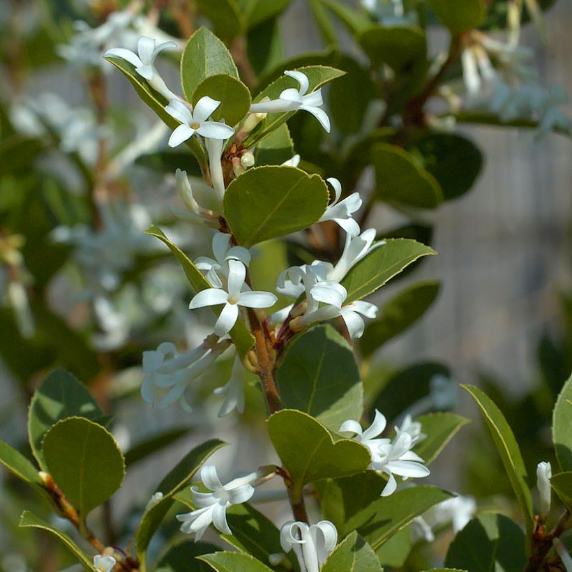 Osmanty - Osmanthus