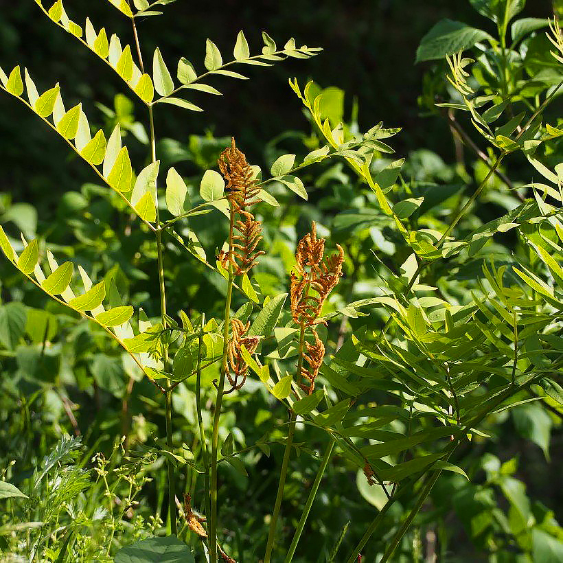 Długosze - Osmunda