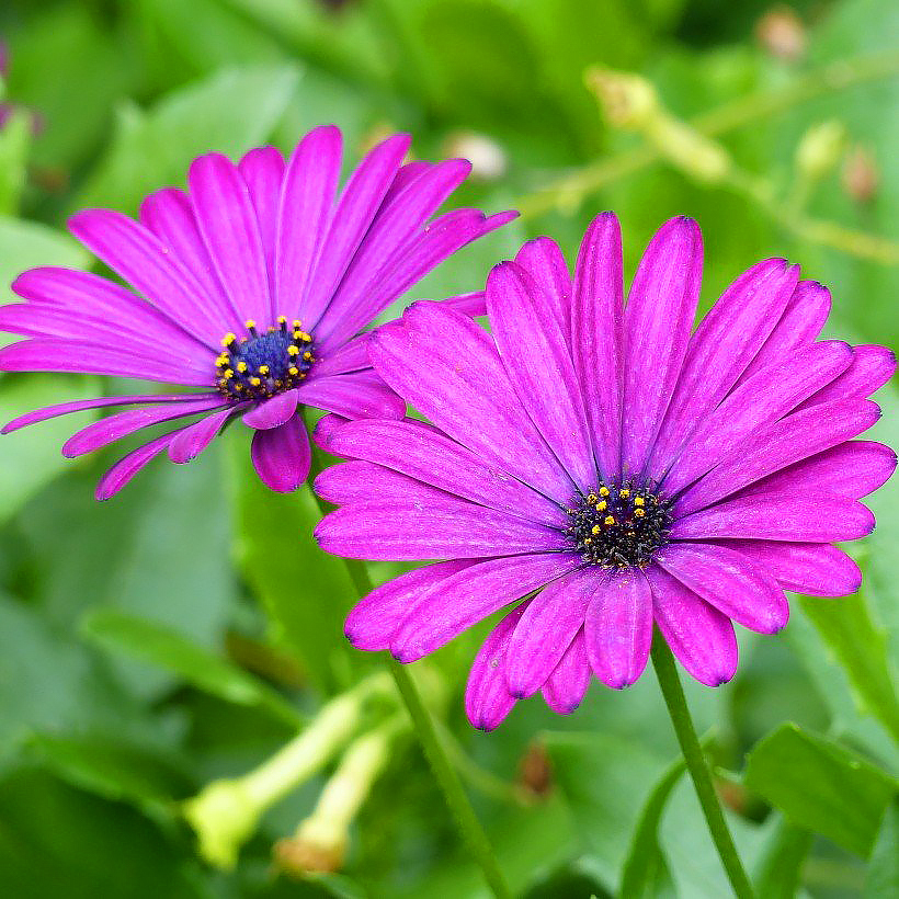 Osteospermum - Osteospermum