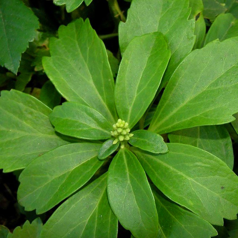 Runianki - Pachysandra