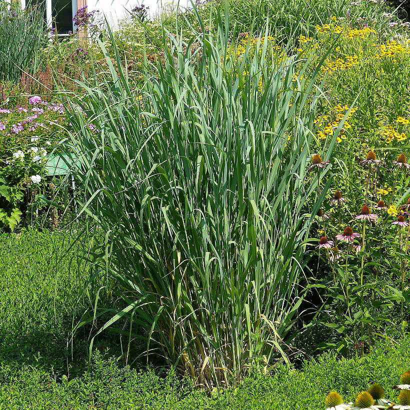 Prosa - Panicum