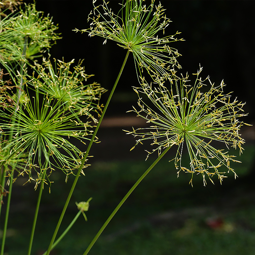 Papirus
