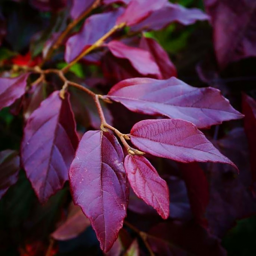Parocje - Parrotia