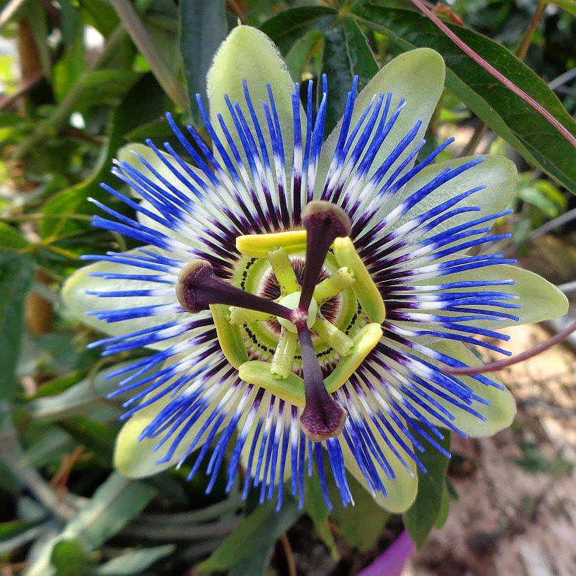 Męczennice - Passiflora