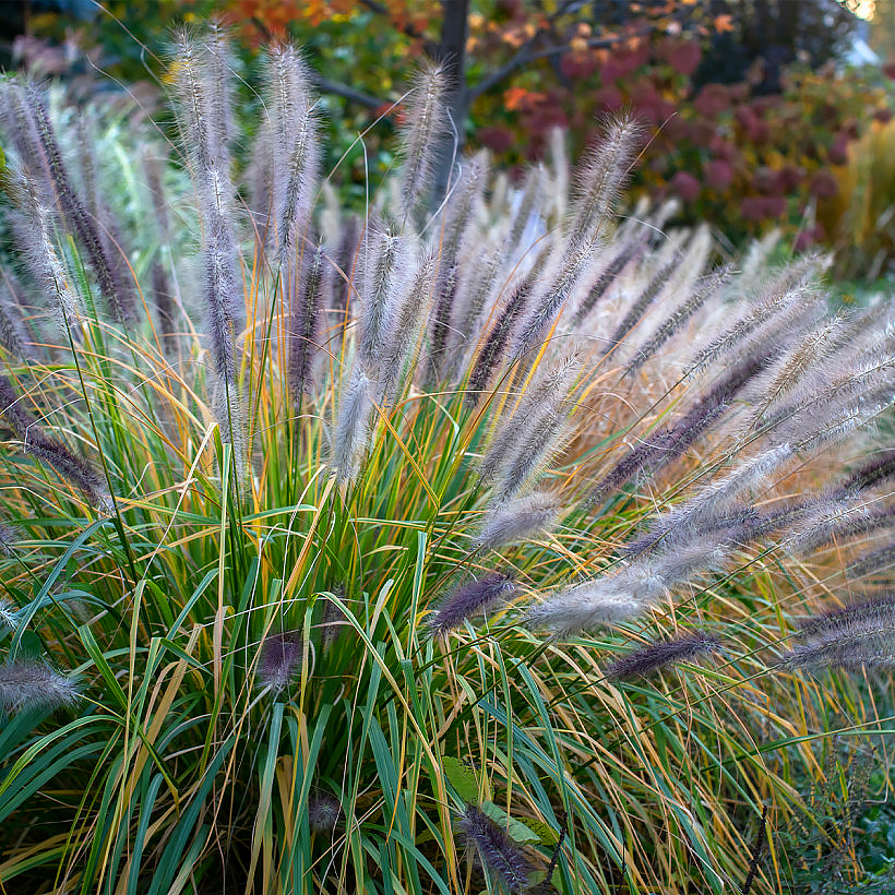 Rozplenice - Pennisetum